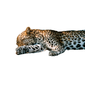 A Tranquil Leopard Resting On The Rocky Ground In Fort Namutoni, Namibia'S Wilderness. 16329 - Cat PNG image with transparent background